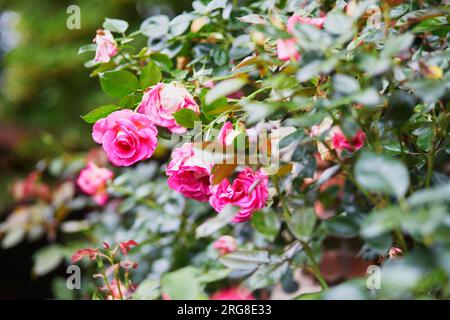 Nahaufnahme eines Rosenzweigs mit Knospen und Blumen an einem Sommertag Stockfoto