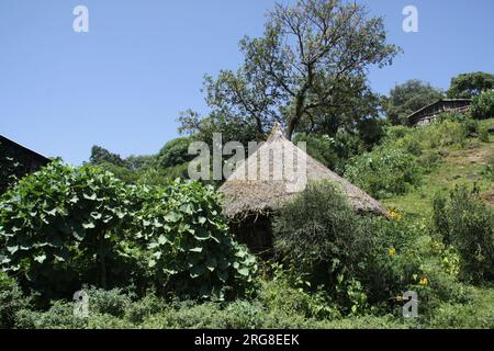 Strohhütte in der Region Blauer Nil Äthiopiens der Blaue Nil ist ein Fluss, der vom Tana-See in Äthiopien ausgeht. Es ist einer der beiden größten Nebenflüsse Stockfoto