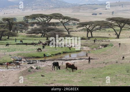 Viehbestand in der Region Blauer Nil Äthiopiens der Blaue Nil ist ein Fluss, der vom Tana-See in Äthiopien ausgeht. Es ist einer der beiden größten Nebenflüsse von Stockfoto