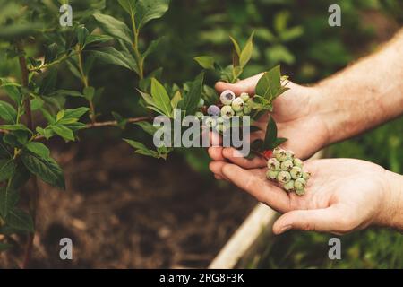 Männlicher Landwirt mit grünem Zweig von Blaubeeren aus dem Busch im Garten oder auf dem Bio-Feld für Obst. Zeigen und präsentieren Sie zukünftige Ernten, kümmern Sie sich um Pflanzen. Speiseplantage, Obstgarten, Bio-Vianden Stockfoto
