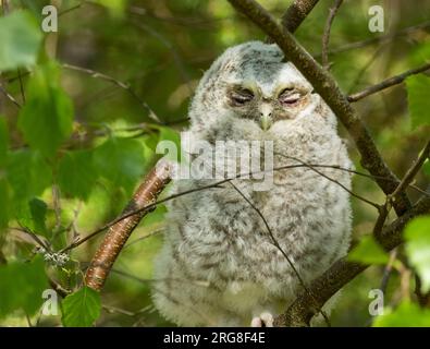 Jungvogel-Tawny-Eule, die sich tagsüber in den Zweigen eines Baumes versteckt Stockfoto