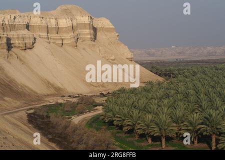 Palmenplantagen am Ufer des Toten Meeres, Israel Stockfoto