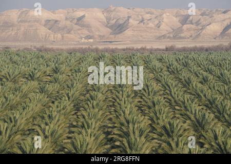 Palmenplantagen am Ufer des Toten Meeres, Israel Stockfoto