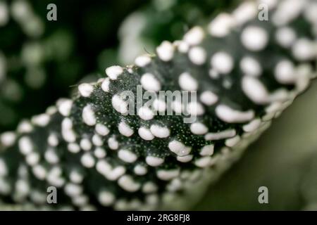 Abstrakte Nahaufnahme eines Blattes einer saftigen Haworthiopsis reinwardtii, früher Haworthia reinwardtii, ist eine Art von saftiger Blütenpflanze in der Stockfoto