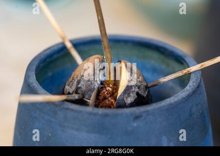 Avocadofrüchte wachsen aus dem Samen in einem Glas Wasser. Stockfoto