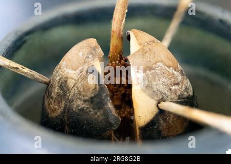 Avocadofrüchte wachsen aus dem Samen in einem Glas Wasser. Stockfoto