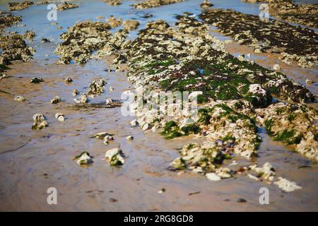 Strand mit Sand und Steinen bei Ebbe in Sainte-Marguerite sur Mer, Normandie in Frankreich Stockfoto