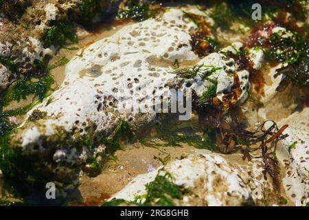 Strand mit Sand und Steinen bei Ebbe in Sainte-Marguerite sur Mer, Normandie in Frankreich Stockfoto