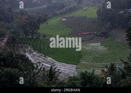 Blick auf ein Reisfeld in Ella Sri Lanka mit wassergefüllten Terrassen Stockfoto