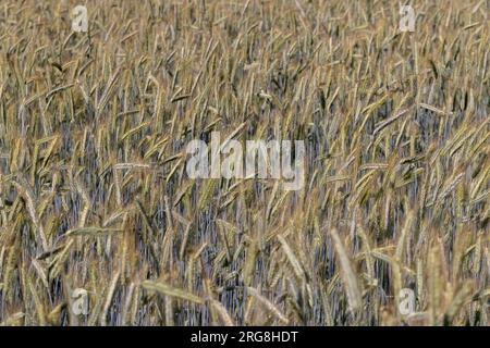 Ein landwirtschaftliches Feld, in dem Getreide angebaut wird, um Getreide zu ernten, ein Weizenfeld mit unreifem Weizen mitten im Sommer Stockfoto