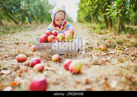 Ein bezauberndes Mädchen, das auf dem Boden neben einer Kiste voller reifer Äpfel sitzt. Kleines Kind, das Früchte isst. Bio-Lebensmittel für Kinder, Babygeleitetes Füttern Stockfoto