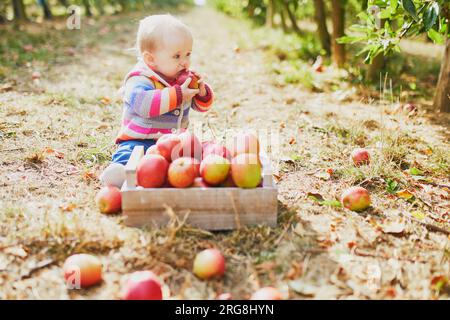 Ein bezauberndes Mädchen, das auf dem Boden neben einer Kiste voller reifer Äpfel sitzt. Kleines Kind, das Früchte isst. Bio-Lebensmittel für Kinder, Babygeleitetes Füttern Stockfoto