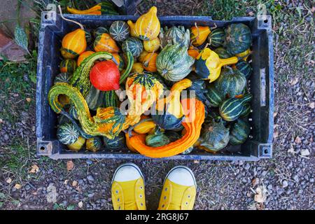 Viele dekorative Kürbisse werden auf dem Bauernmarkt in Frankreich ausgestellt. Verschiedene ZierKürbisse zum Verkauf. Ernte- und Thanksgiving-Konzept Stockfoto