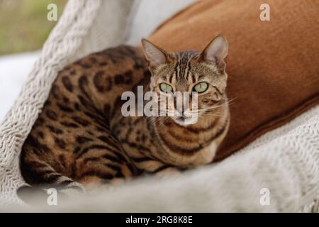 Die bengalische Katze entspannt sich in der Hängematte Stockfoto