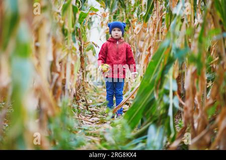 Ein kleines Mädchen, das auf einer Farm durch Maisstängel läuft. Kinderspiel im Maislabyrinth Stockfoto