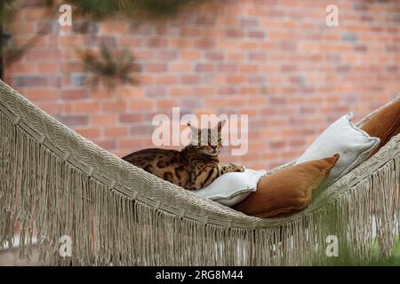 Die bengalische Katze entspannt sich in der Hängematte Stockfoto