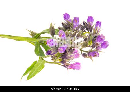 Gewöhnlicher Beinvogel isoliert auf weißem Hintergrund Stockfoto