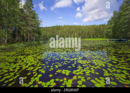 Wandern auf dem Korpinkierros Trail im Nuuksio Nationalpark - Finnland Stockfoto