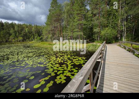 Wandern auf dem Korpinkierros Trail im Nuuksio Nationalpark - Finnland Stockfoto