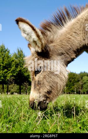 Ein süßes Eselfohlen isst grünes Gras Stockfoto