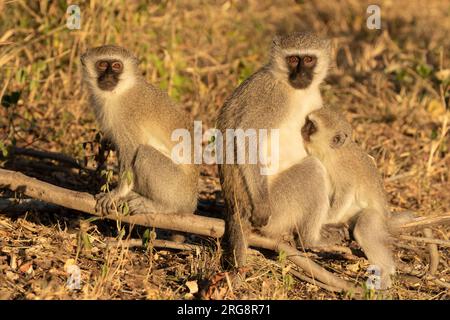 Ein erwachsener Vervet-Affe mit zwei Kindern, die die Morgensonne im Winter im Kruger-Nationalpark, Südafrika, genießen Stockfoto