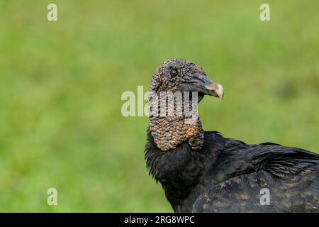 Schwarzer Geier (Coragyps atratus) Porträt - Stockfoto Stockfoto