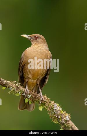 Tonfarbenes Thrush (Turdus grayi) Costa Rica - Stockfoto Stockfoto