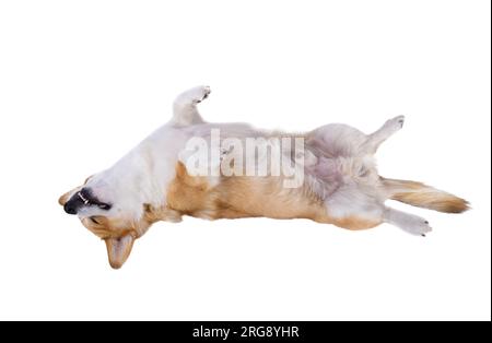 corgi liegt im Studio isoliert auf weißem Hintergrund Stockfoto