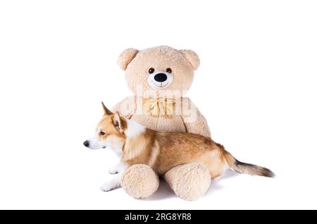 walisischer Corgi pembroke mit einem Bären auf weißem Hintergrund Stockfoto