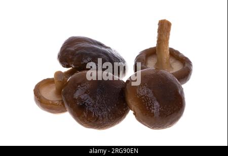 Gekochte Shiitake-Pilze, isoliert auf weißem Hintergrund Stockfoto