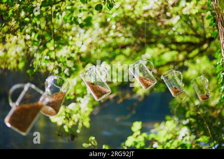 Mehrere Glaskrug, die zur Hälfte mit Körnern gefüllt sind, die vom Baum hängen. Wunderschöne Gartendekoration Stockfoto