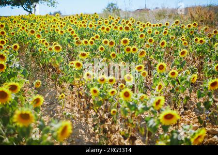 Sonnenblumenfeld Mitte Juli in der Nähe von Valensole, Provence, Frankreich Stockfoto