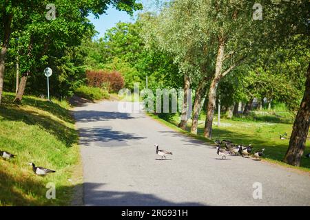 Große Herde kanadischer Gänse, die die Straße in finnischer Landschaft überqueren Stockfoto