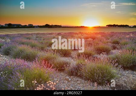 Malerischer Blick auf das Lavendelfeld bei Sonnenuntergang Mitte Juli in der Nähe von Valensole, Provence, Frankreich Stockfoto