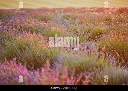 Malerischer Blick auf das Lavendelfeld bei Sonnenuntergang Mitte Juli in der Nähe von Valensole, Provence, Frankreich Stockfoto