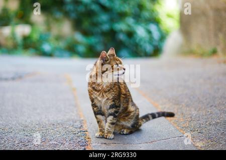 Streunende Katze auf der Straße von Lourmarin, einem traditionellen französischen Dorf in der Provence, Frankreich Stockfoto
