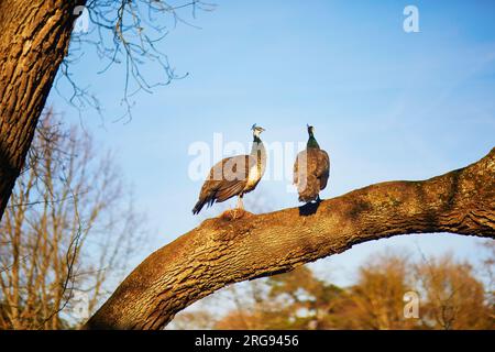 Zwei Pfauen auf einem Zweig im Park Bagatelle von Bois de Boulogne in Paris, Frankreich Stockfoto