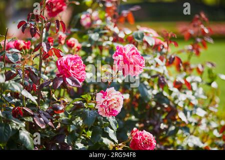 Nahaufnahme eines Rosenzweigs mit Knospen und Blumen an einem Sommertag Stockfoto