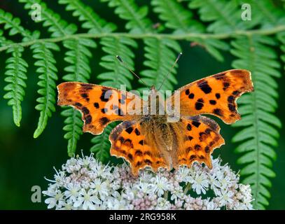Komma-Schmetterling. Arbrook Common, Claygate, Surrey, England. Stockfoto