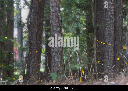 Die Kombination aus mehreren Bildern, die gestapelt sind, zeigt zahlreiche Glühwürmchen, die Bewegungsunschärfe und gelbe Lichtstreifen ausstrahlen. Stockfoto