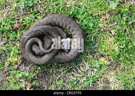 Erwachsene Grasschlange beim Sonnen im Sommer Stockfoto