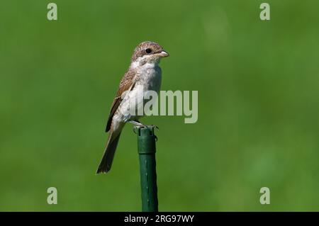 Lanius Senator alias Woodchat Shrike. Vogel sitzt auf dem Stock in der Nähe des Bohinjer Sees im Triglav-Nationalpark Slowenien. Stockfoto