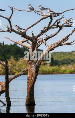 Brasilien, Alter do Chao. Gaivota, eine Amazone Mau oder Gull am Tapajos River in der Amazone bei Santarem. Stockfoto