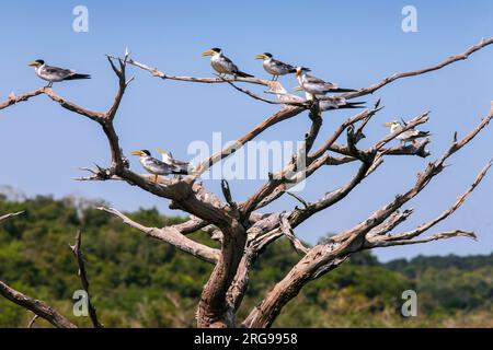 Brasilien, Alter do Chao. Gaivota, eine Amazone Mau oder Gull am Tapajos River in der Amazone bei Santarem. Stockfoto