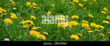 Löwenzahnfeld mit einsamer Gänseblümchen Stockfoto