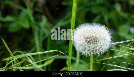 Löwenzahn-Samenkopf auf einem Grasfeld Stockfoto