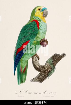 Vintage-Papagei-Illustration. Zoologisch detaillierte französische Darstellung (ca. 1805) Stockfoto