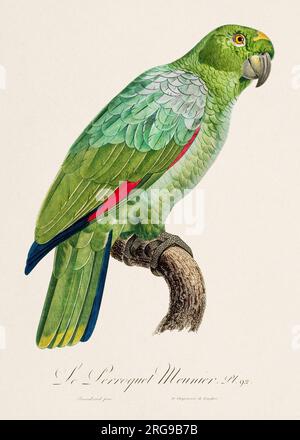 Vintage-Papagei-Illustration. Zoologisch detaillierte französische Darstellung (ca. 1805) Stockfoto