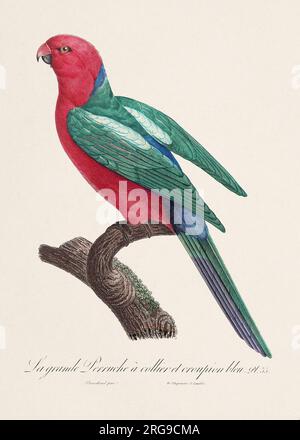 Vintage-Papagei-Illustration. Zoologisch detaillierte französische Darstellung (ca. 1805) Stockfoto