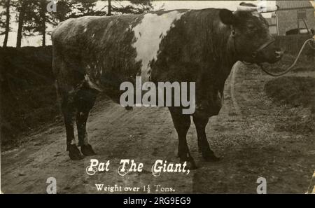 Preisbulle - Pat the Giant Preisgewinnerer Stier (wog über anderthalb Tonnen), Stamford Bridge, York, Yorkshire, England. Stockfoto